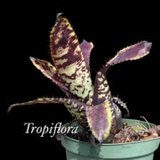 Aechmea orlandiana 'Jean Merkel'