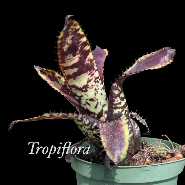 Aechmea orlandiana 'Jean Merkel'