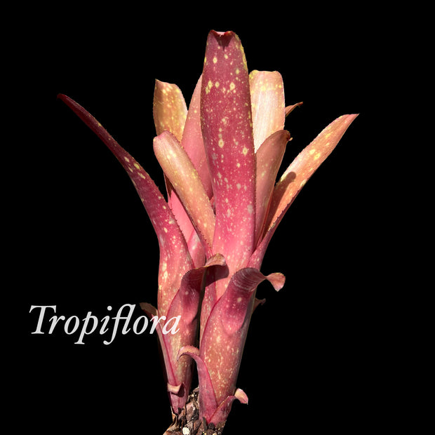 Billbergia 'Hombre'