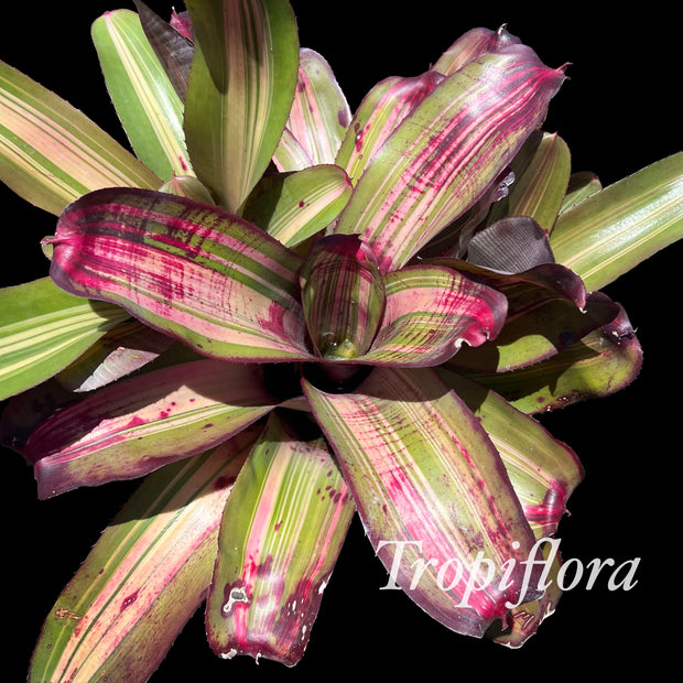 Neoregelia 'Living It Up'