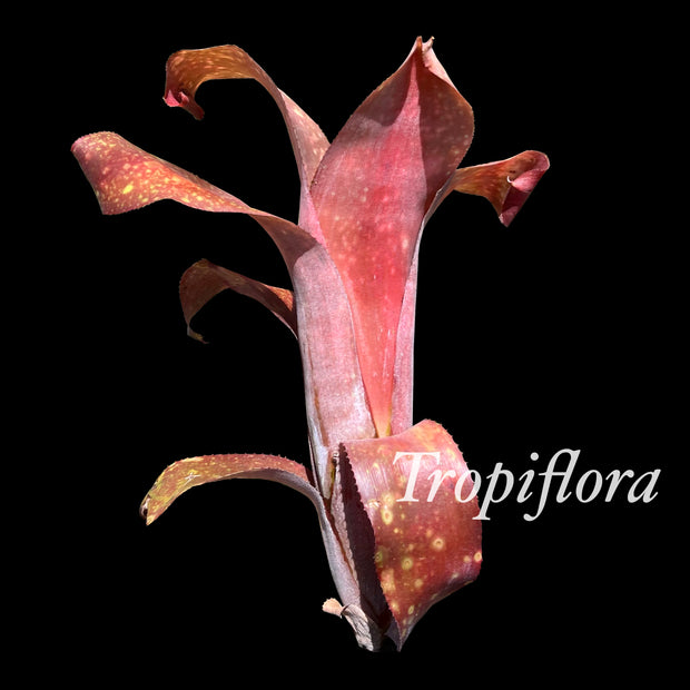 Billbergia 'Bryan'