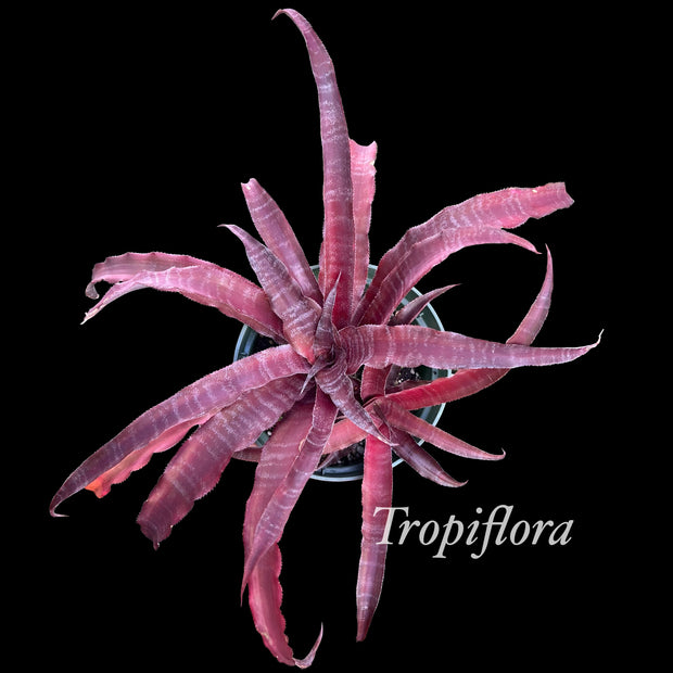 Cryptanthus 'Calandra'