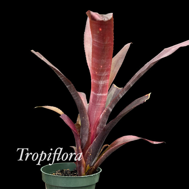 Billbergia 'Carrone's Black Bill'