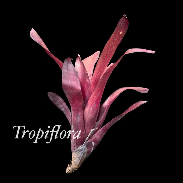 Billbergia 'Con Gusto'