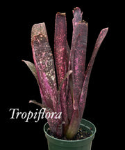 Billbergia hybrid Beadle 1602 clone #3