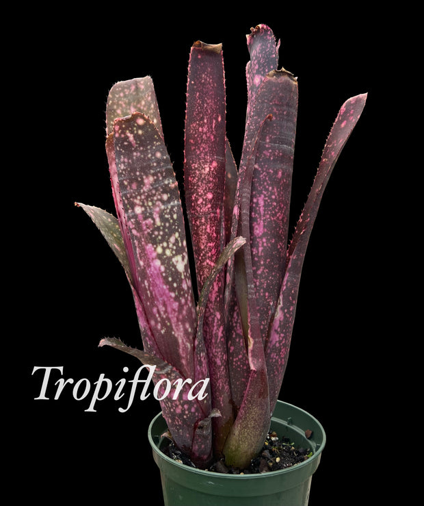 Billbergia hybrid Beadle 1602 clone #3