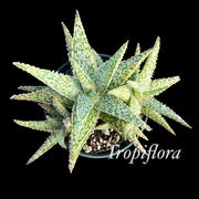 Aloe 'Diego'