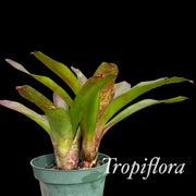 Neoregelia 'Only Child'