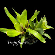Aechmea nudicaulis Brazil (W.B.))