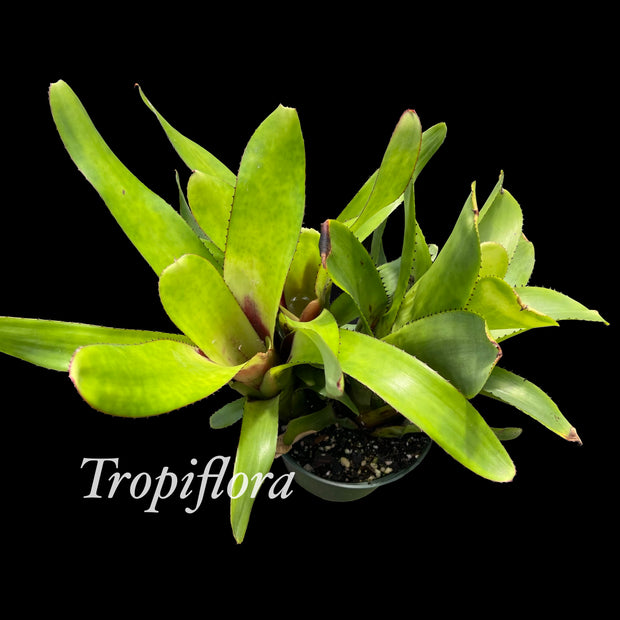 Aechmea nudicaulis Brazil (W.B.))