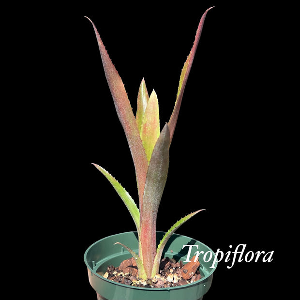 x Neobergia 'Beelzebub'