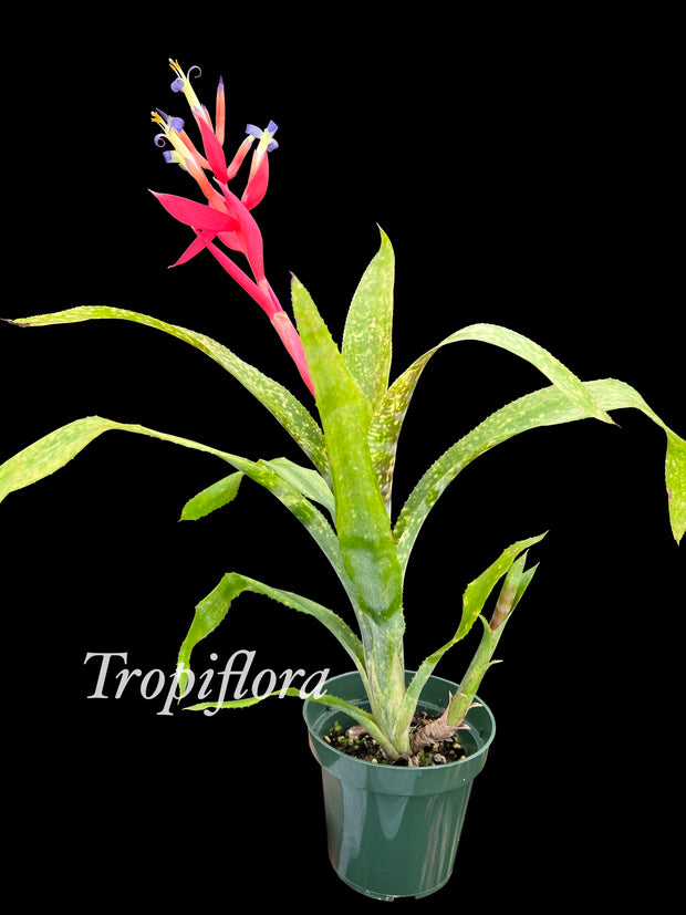 Billbergia 'Smudge'