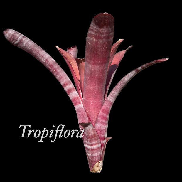 Billbergia 'Midnight Hour'