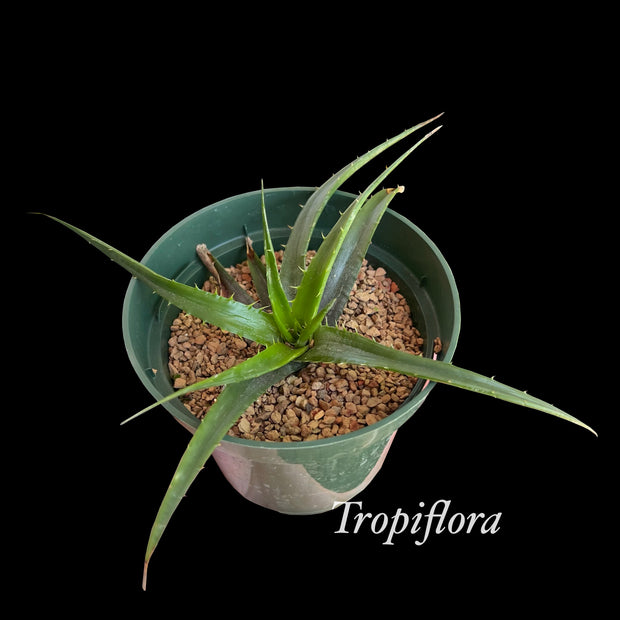 Encholirium species ca Datas, Minas Gerais