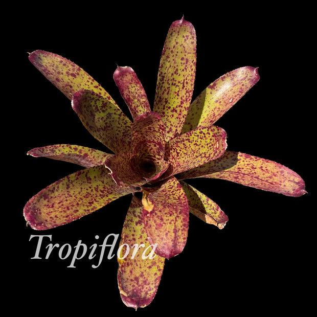 Neoregelia 'Power Point'