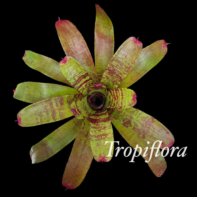 Neoregelia 'Fishnet' – Tropiflora