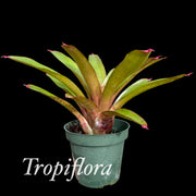 Neoregelia 'Grace's Focus'