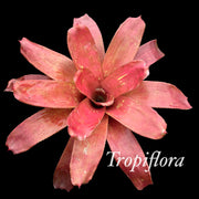 Neoregelia 'Zydeco'