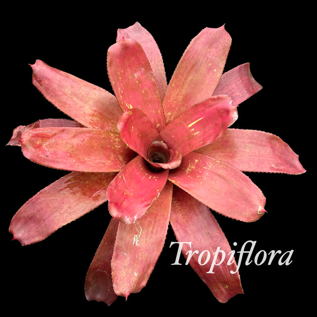 Neoregelia 'Zydeco'