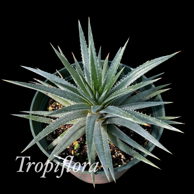 Dyckia hebdingii SEL1999-0115 RG do Sul