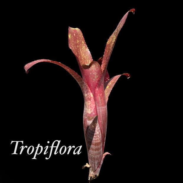 Billbergia 'Arriba'