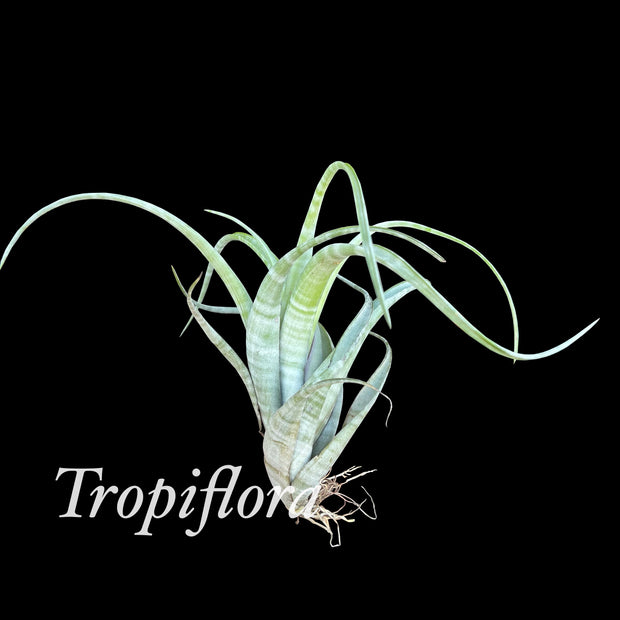 Tillandsia flexuosa Florida