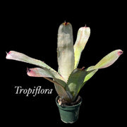 Neoregelia carcharodon 'Silver'