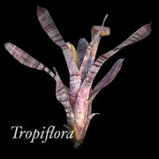 Billbergia 'Mucho Mas'