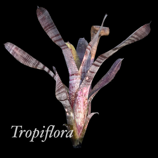 Billbergia 'Mucho Mas'