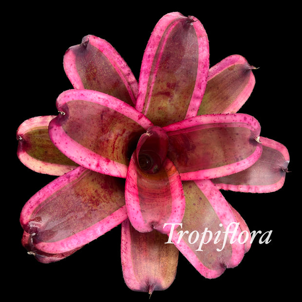 Neoregelia 'Adrenaline Rush'