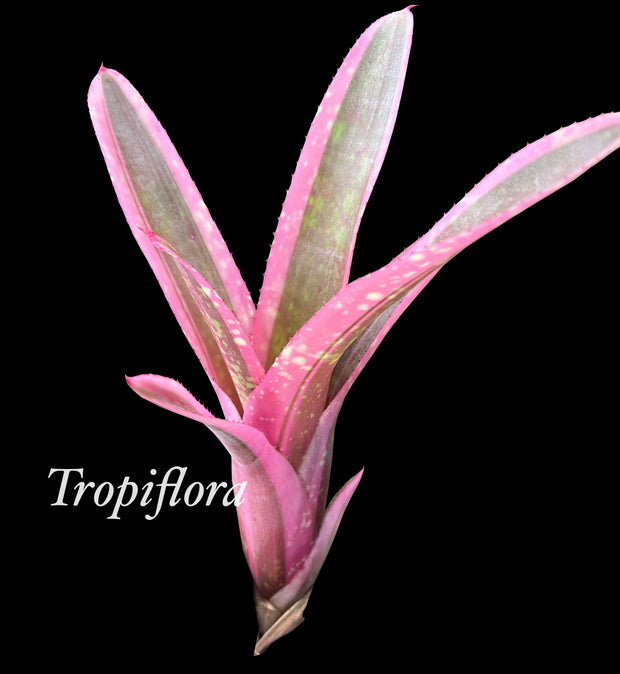 Neoregelia carolinae x cruenta