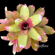 Neoregelia 'Torch Dancer'