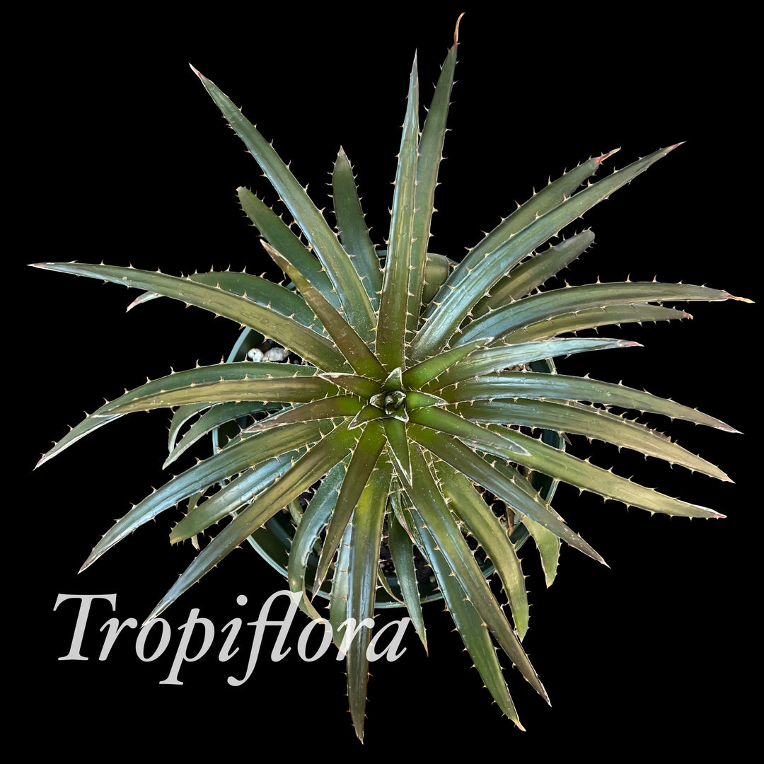 Dyckia reitzii v. rubra x 'Arizona' – Tropiflora