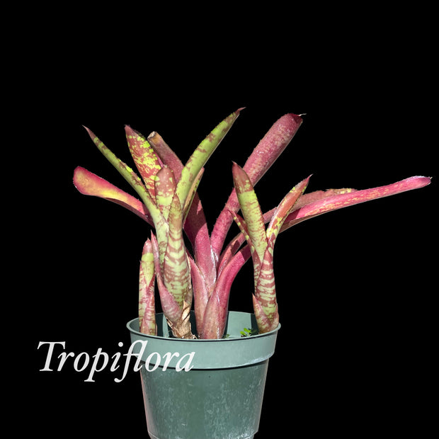 Neoregelia 'Millie'