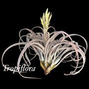 Tillandsia 'Michele'