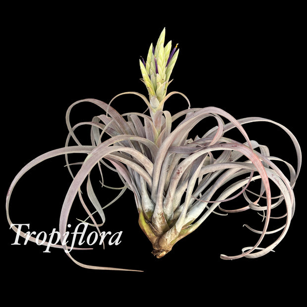 Tillandsia 'Michele'