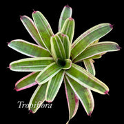 Neoregelia 'Plan B'