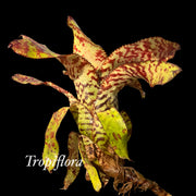 x Canmea 'Halawa'