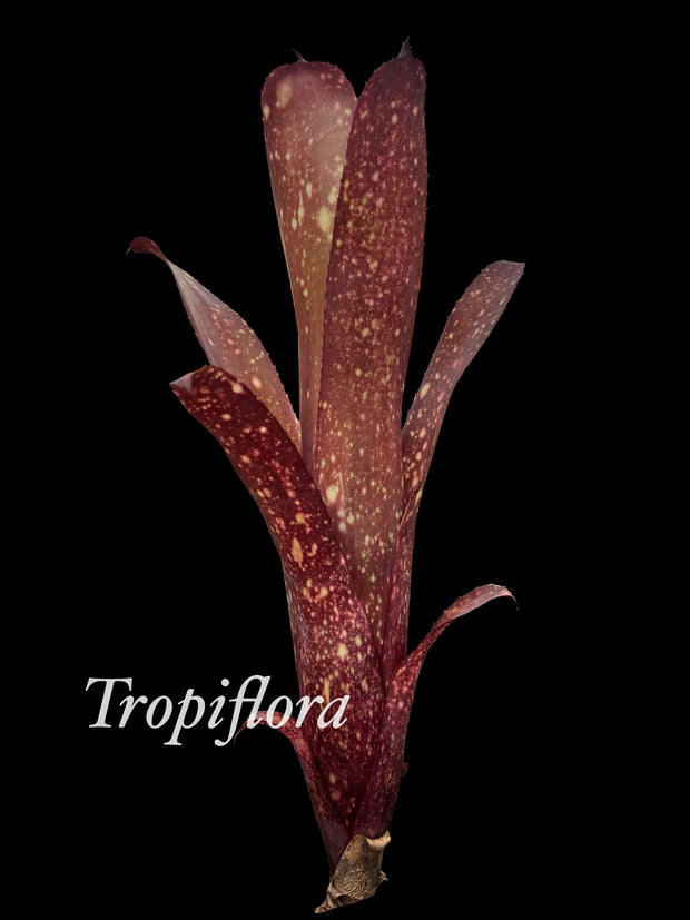 Billbergia 'Holy Grail'