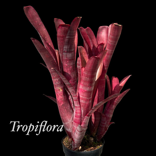 Billbergia 'Raspberry Tea'