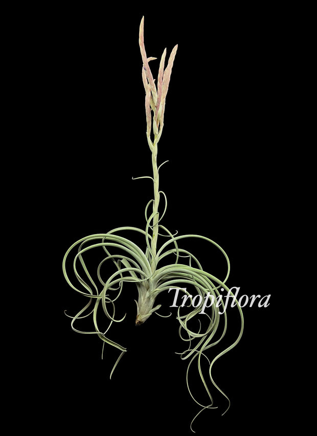 Tillandsia 'Pink Lemonade'