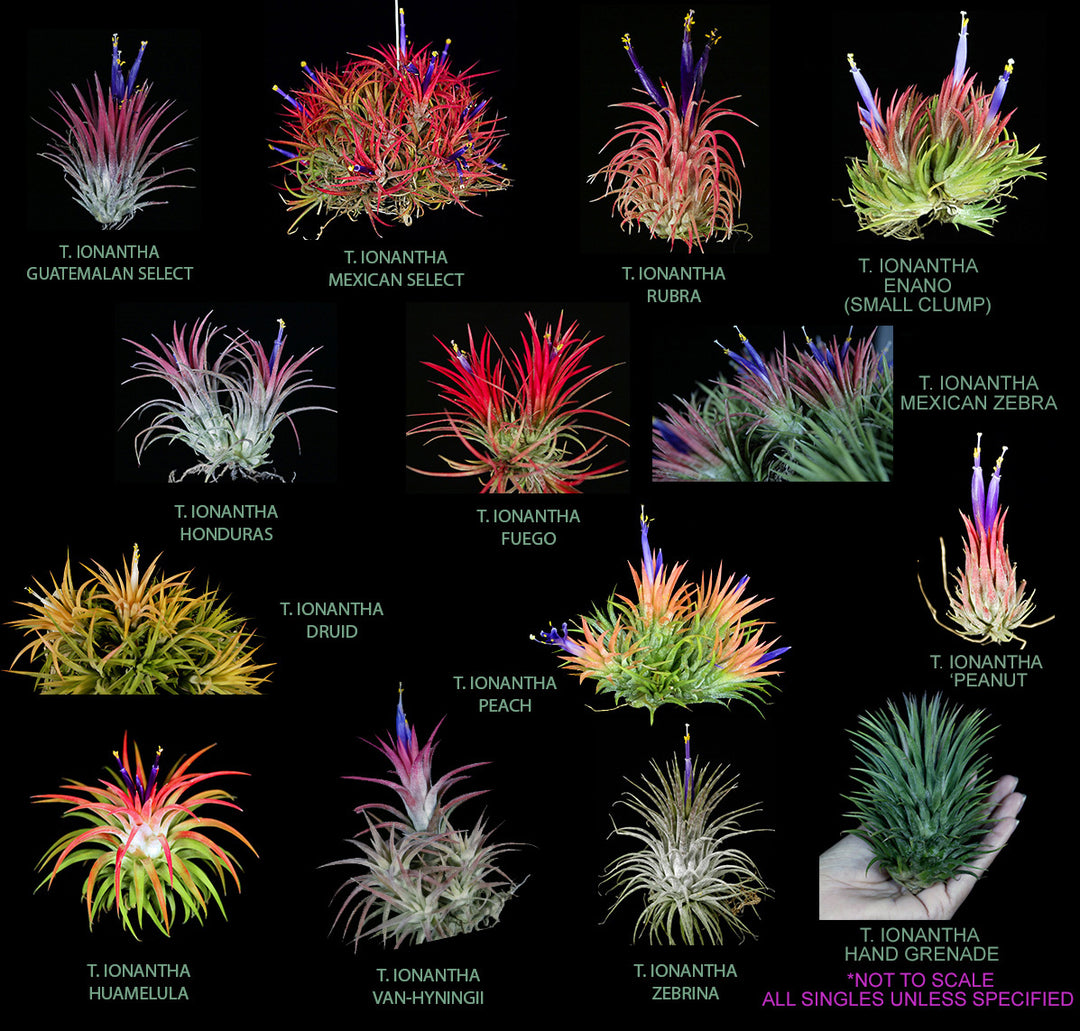 Tillandsia ionantha Collection – Tropiflora