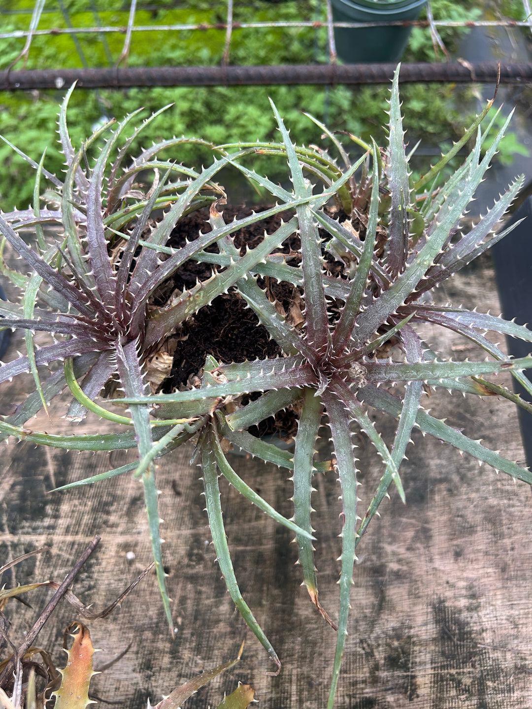 Dyckia dawsonii – Tropiflora