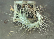 Tillandsia 'Funky Billy'