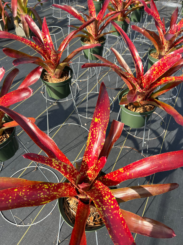 Neoregelia 'Tango Mango'