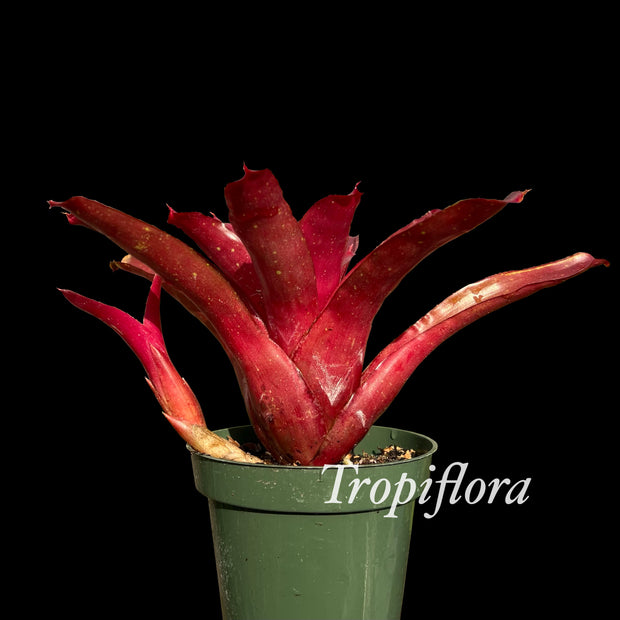 Neoregelia 'Honihoni'