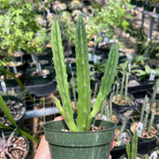 Stapelia leendertziae 'Burgundy Bells'