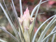 Tillandsia 'Kybong'