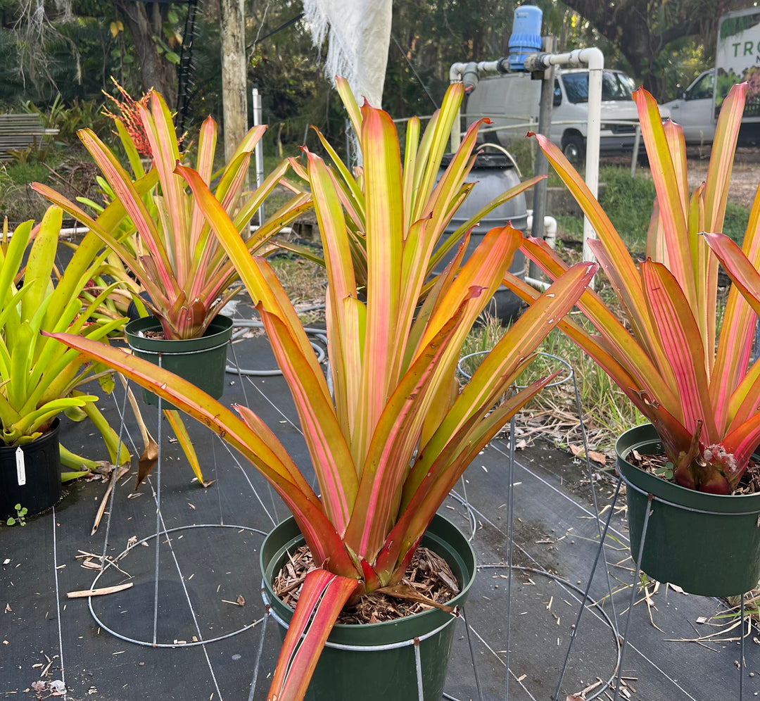 Aechmea 'Pink Panties' – Tropiflora