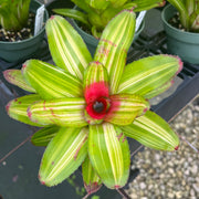 Neoregelia 'Mosquito'